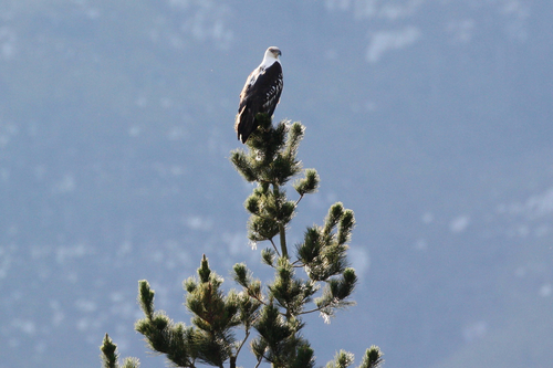 iNaturalist image