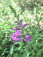 Physostegia purpurea