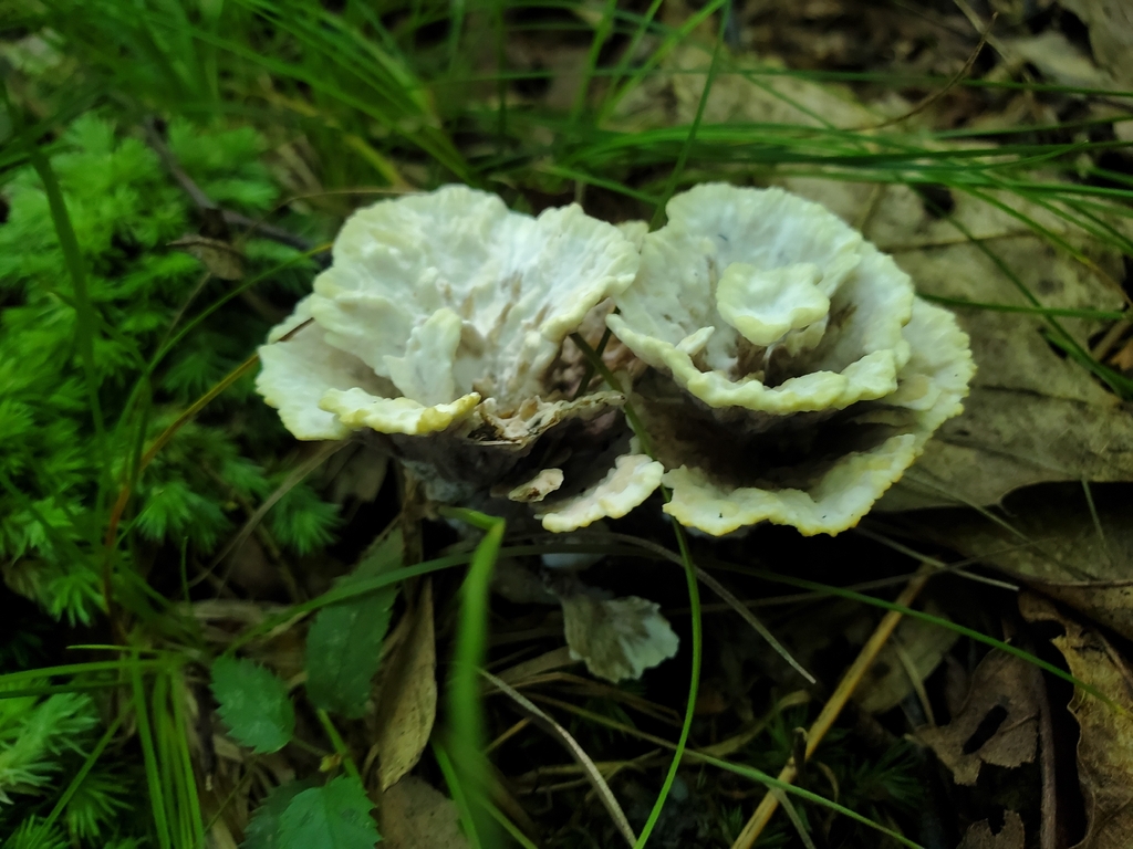 Thelephora vialis · September 2026 · photo: Photo: no rights reserved · iNaturalist