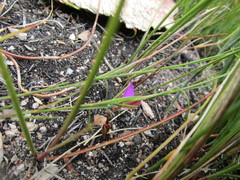 Polygala refracta