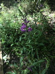 Physostegia purpurea