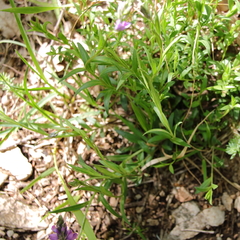 Polygala nicaeensis
