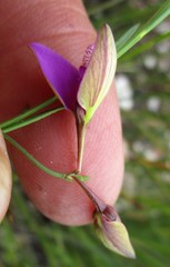 Polygala refracta