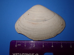 Mactrinae