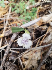 Calochortus coeruleus