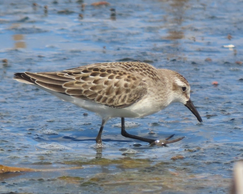 Semipalmated Sandpiper