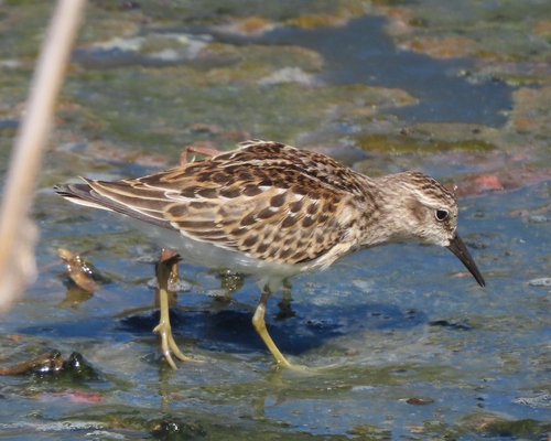 Least Sandpiper