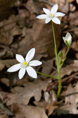 Ornithogalum woronowii