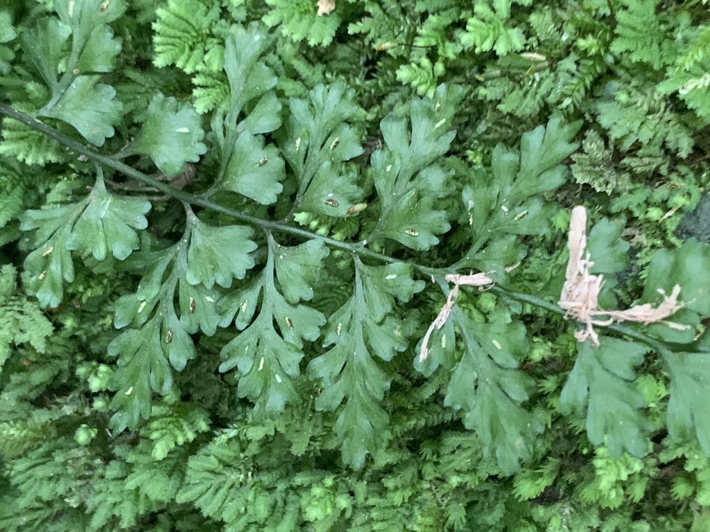 Lobed Spleenwort