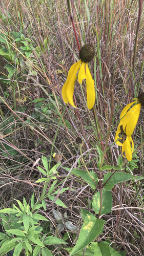 grey-headed coneflower