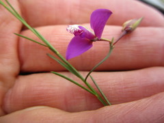 Polygala refracta