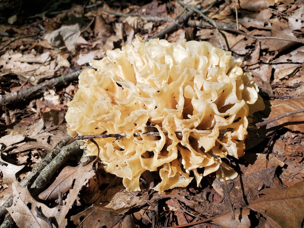 Eastern cauliflower mushroom · September 2026 · photo: Photo: no rights reserved · iNaturalist