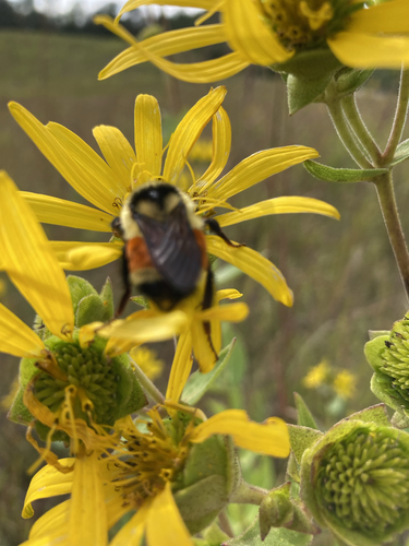 Tricolored Bumble Bee