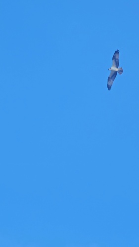 Osprey