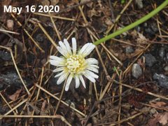 Taraxacum coreanum