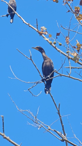 Double-crested Cormorant