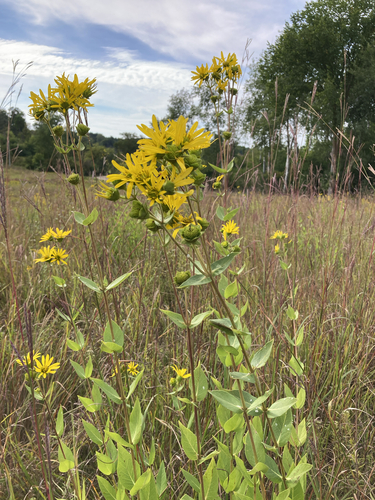 prairie rosinweed