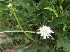 Taraxacum coreanum