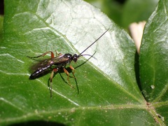 Cratichneumon culex