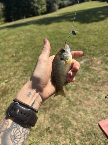 Bluegill