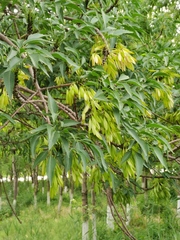 Fraxinus sogdiana