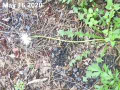 Taraxacum coreanum