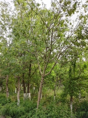 Fraxinus sogdiana
