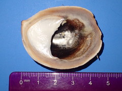 Crepidula onyx image
