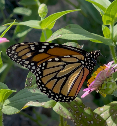 Monarch