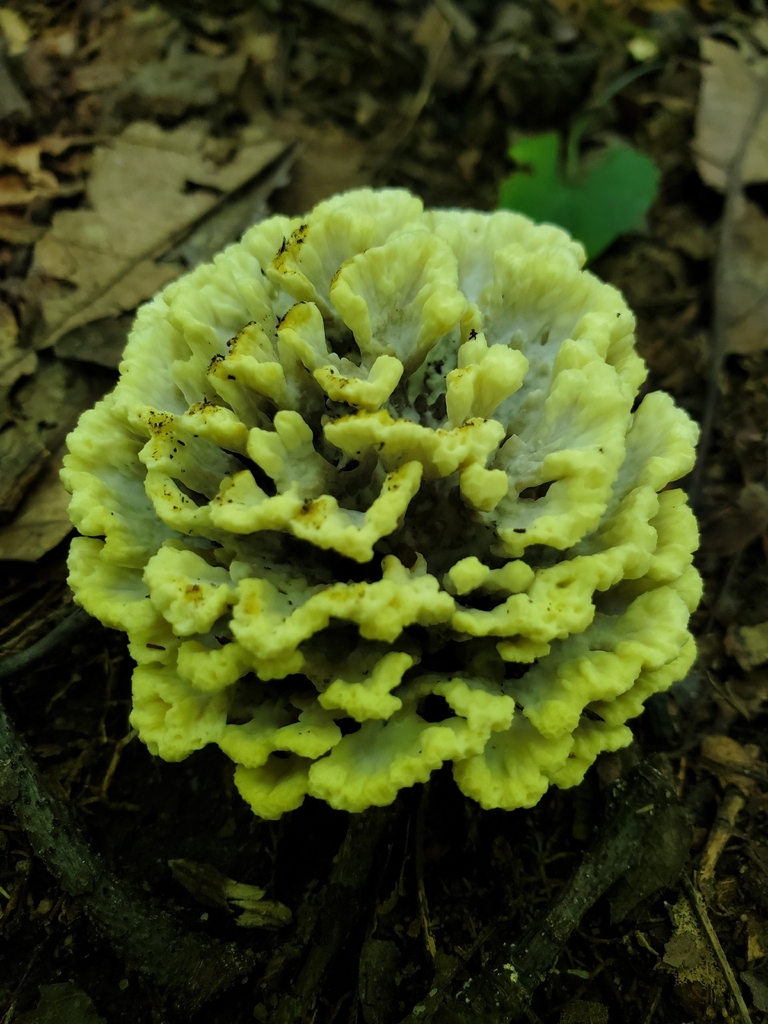 Thelephora vialis · September 2026 · photo: Photo: no rights reserved · iNaturalist