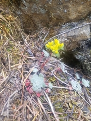 Sedum spathulifolium
