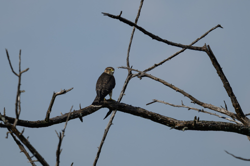 Merlin