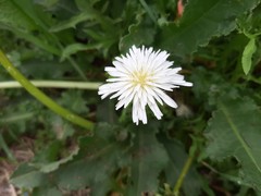 Taraxacum coreanum
