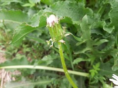 Taraxacum coreanum