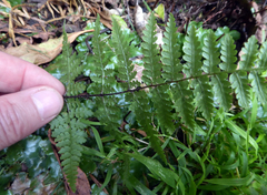 Hypolepis rufobarbata