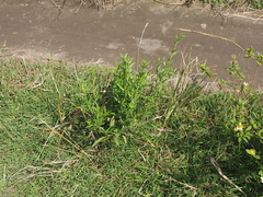 Pseudelephantopus spicatus