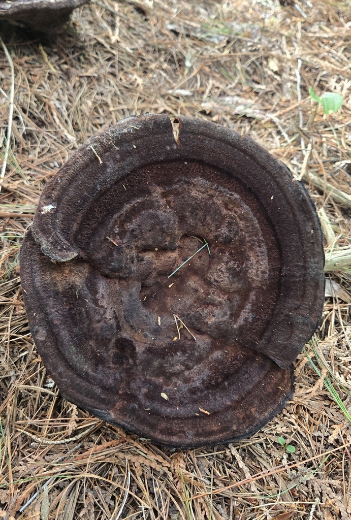 Phaeolus hispidoides · September 2026 · photo: Photo: (c) Dan Riley, some rights reserved (CC BY) · iNaturalist