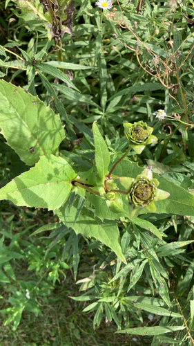 cup plant