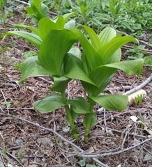 Veratrum oxysepalum