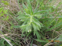 Onosma borysthenica