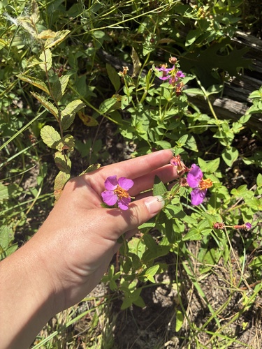 Virginia meadowbeauty