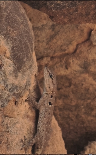 Quedenfeldtia moerens