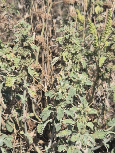 White Horehound