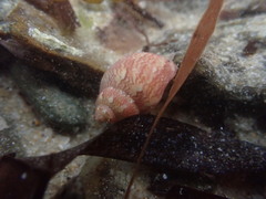 Phasianella ventricosa