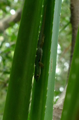 Phelsuma quadriocellata