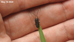 Lycocerus nigrimembris