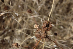 Allium vineale, photograph (c) Aden Sommerville, some rights reserved (CC BY)