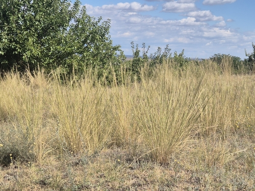 Dwarf Feather Grass