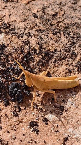 Cone-headed Grasshopper