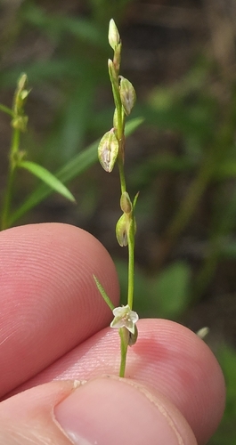 Polygonum douglasii, photograph 1